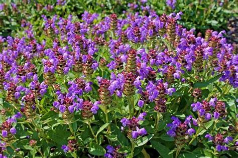 13 Weeds With Purple Flowers Balcony Garden Web