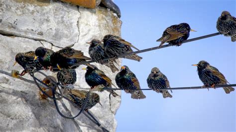 Starling Success Traced To Rapid Adaptation Cornell Chronicle