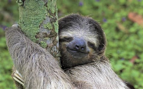 Smiling Sloth Image Id 303508 Image Abyss