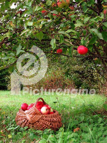 Stock Photography Harvest Of The Orchard Basket Full Of Red Apples