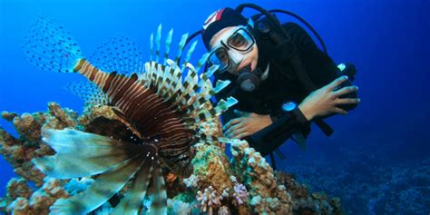 Learn The Career Path Of A Marine Biologist Work It Daily Where