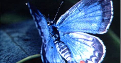 Miami Blue Butterfly Added To Endangered Species List Cbs Miami