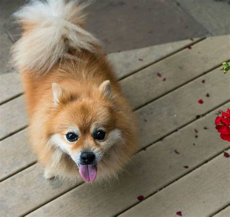 Cutest Small Fluffy Dog Breeds Pet Symptoms