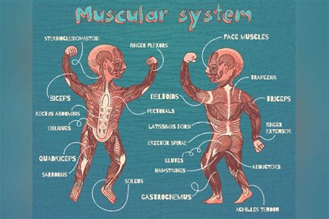13 Muscle Facts For Kids Types Diagram And Parts