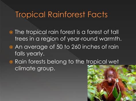 Tropical Rainforest Biome Facts For Kids