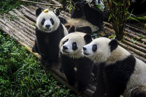 Panda Facts 5 Things You Definitely Didnt Know