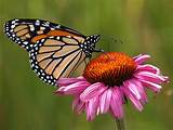 The Butterfly Flower Pictures