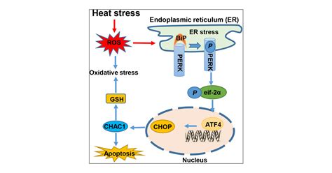 Crosstalk Between Endoplasmic Reticulum Stress And Oxidative Stress In