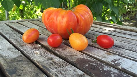 3 Tomato Varieties On One Plant