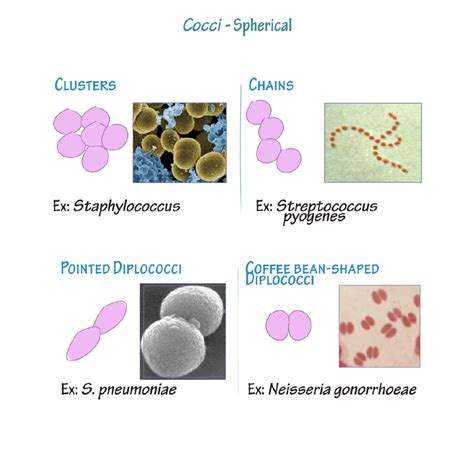 Immunologymicrobiology Glossary Bacteria Morphology Draw It To Know It