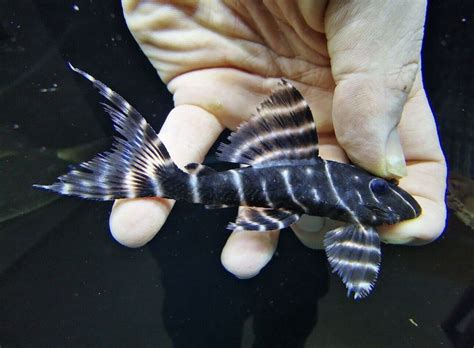 L204 Flash Pleco Panaqolus Albivermis Stunning Catfish 3 4 Cm Ebay