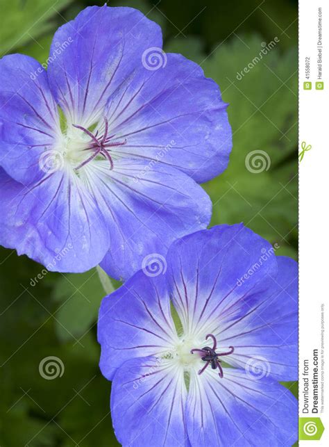 Blue Geranium Flowers Stock Photo Image Of Green Pink 41558072