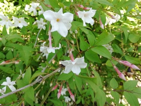 Dried jasmine flowers near me. Fragrance in my garden | Dried Flower Craft
