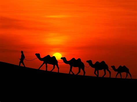 Camel Wallpapers Wallpaper Cave