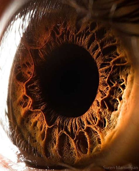 Human Eye Under A Microscope 21 Photos Klykercom