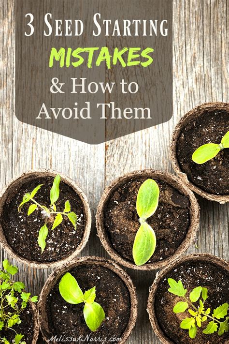 How do you germinate seeds indoors? 3 Common Seed Starting Mistakes & How to Avoid Them ...