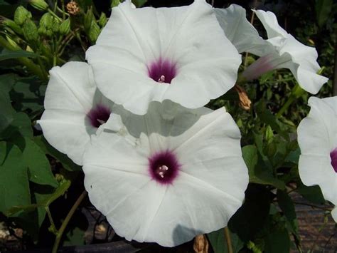 Morning Glory Flower Plant Types How To Grow And Care Florgeous
