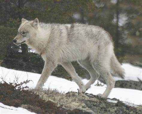 Lobos Da Espécie Canis Lycaon Do Leste Dos Estados Unidos