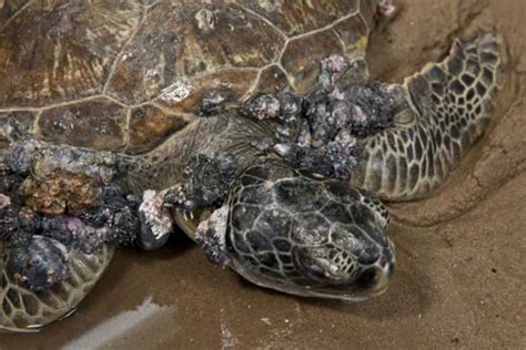 Herpes Like Virus Sickening Sea Turtles In Australia Reptiles Magazine