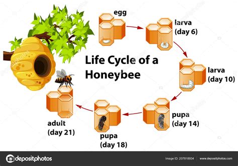 Life Cycle Of A Honey Bee Vector Labeled Educational Stock Illustration Sexiz Pix