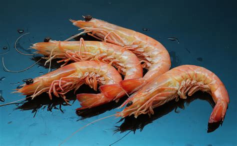 Sustainable Prawn Fishery Given The Power To Self Manage Waters The