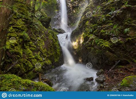 Waterfall In The Forest Stock Photo Image Of Green 256650166