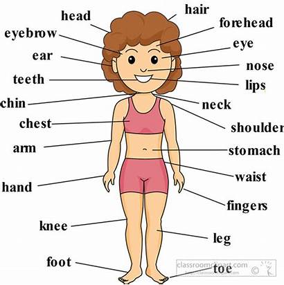Parts Anatomy Clipart Labeled Human Boy Diagram
