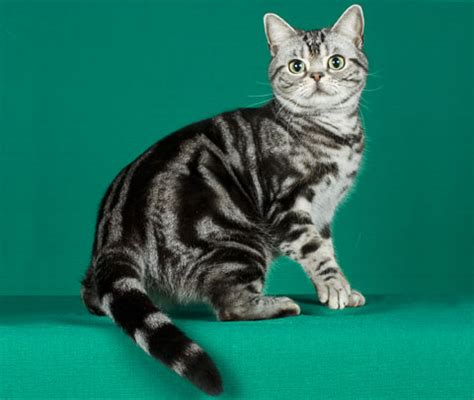 The american shorthair has the body of a working cat: Cat breeds - American Shorthair Information