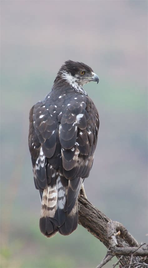 African Hawk Eagle World Birds Pet Birds Scavenger Birds