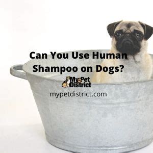This can help reduce allergic reactions to bites and kill the fleas on your cat's body. Can you use human shampoo on dogs? - The Answer will ...