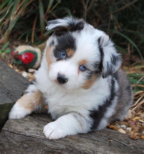 Best Food For Mini Australian Shepherd Puppy Recipe Collections