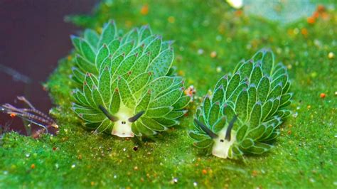 Costasiella Kuroshimae Also Known As A Leaf Slug Or Leaf Sheep Or