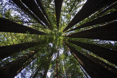 Ancient Sequoia Grove Protected In Historic Conservation Deal Kqed
