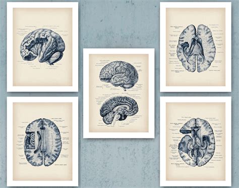 Brain Anatomy Poster