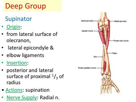 Supinator Note Biceps Is The Main Supinator Muscle Anatomy