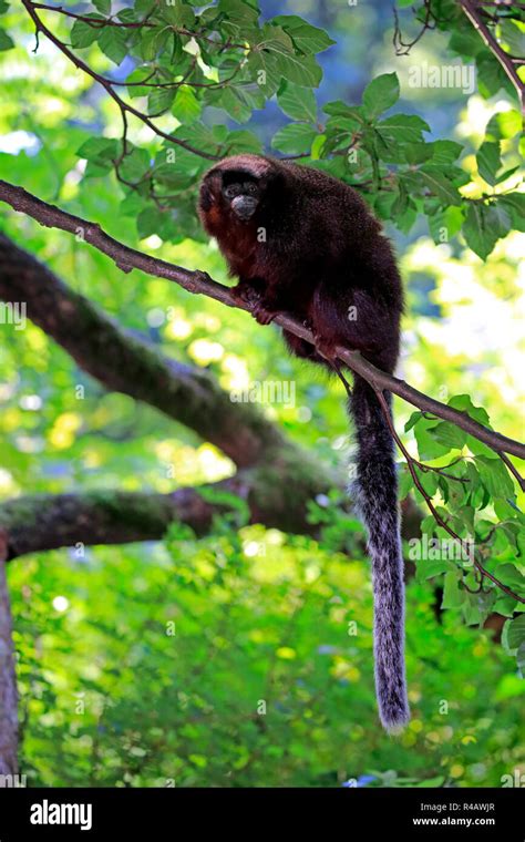 Callicebus High Resolution Stock Photography And Images Alamy