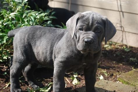 Find cane corsos for sale on oodle classifieds. Cane Corso Puppies For Sale | Troy, MI #191340 | Petzlover