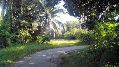 Dalam kawasan tanah ada pokok kelapa. Lot Banglo di Peringat, Kota Bharu Untuk Dijual (Cash atau ...
