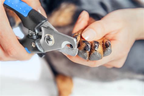 Check spelling or type a new query. How to Use Dog Nail Clippers | Blain's Farm & Fleet Blog