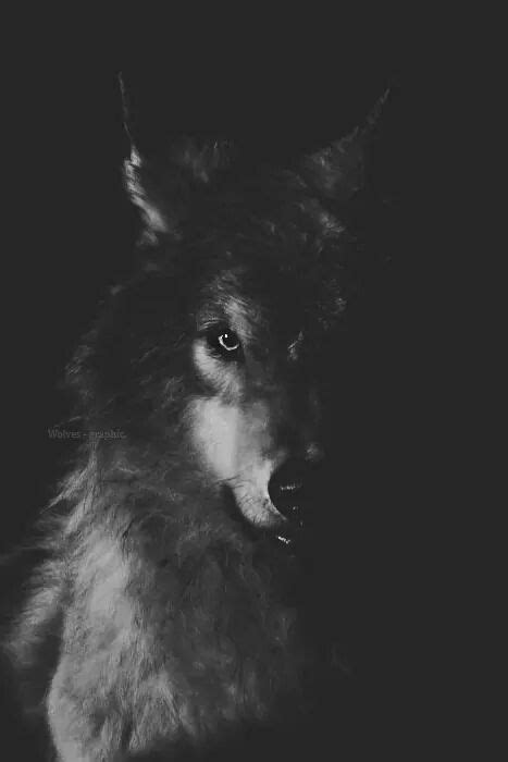 Wolf In The Shadows Aesthetics Wolf Wallpaper Wolf Wolf Pictures