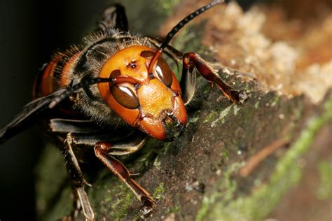 Asian ‘murder Hornet’ Invasion Coming To The East Coast And Is ‘absolutely’ A Danger To Humans