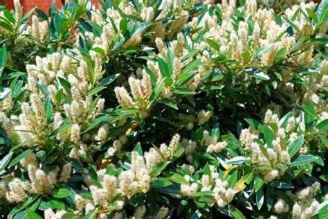 17 Amazing Evergreen Shrubs For Brilliant Color Year Round Evergreen