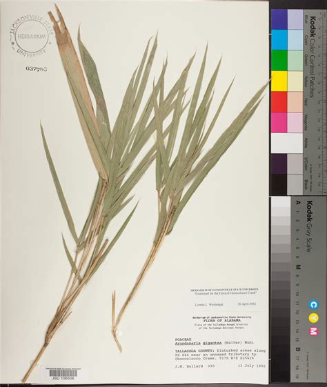 * please note that, while most bamboo can be dug during most of the year, weather permitting, species in the genus. Arundinaria gigantea - Species Page - APA: Alabama Plant Atlas