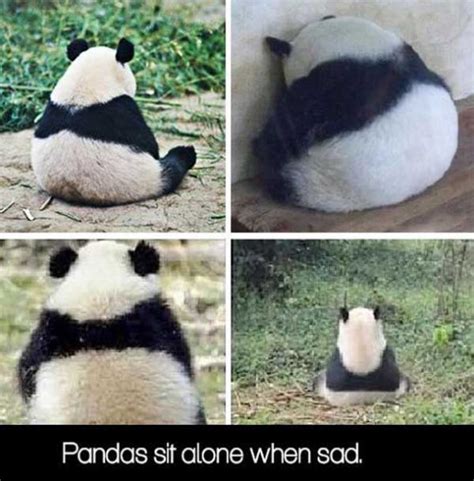 10 Fun Facts Of Panda Which Will Make You Go Aw