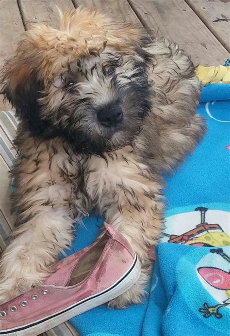 Important checklist for soft coated wheaten terrier puppy. Soft-Coated Wheaten Terrier Puppies For Sale | Caledonia ...
