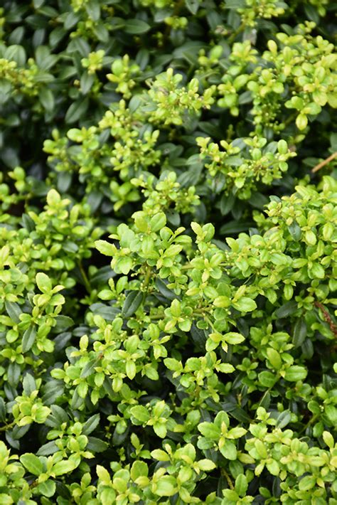 Soft Touch Japanese Holly Ilex Crenata Soft Touch In Long Island