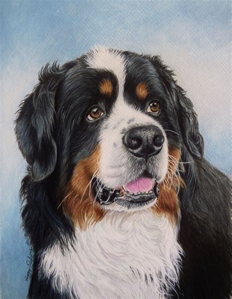 Billy Boy Bernese Mountain Dog Done On Mat Board With Prismacolor