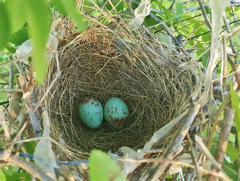 Free Photo Nest Egg Birds Nest Nest Free Image On Pixabay 1349010
