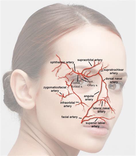 An Overview Of Vascular Adverse Events Associated With Facial Soft
