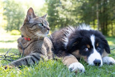 Pet Dander Allergy Symptoms Causes Treatment And Prevention Yorktest